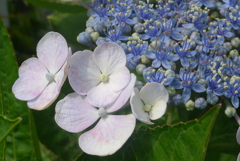 P1160844　名残り