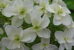 P1230126　公園の紫陽花