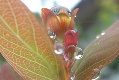 P1220675　雨上がりに