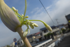 P1100304　アガパンサス…です。