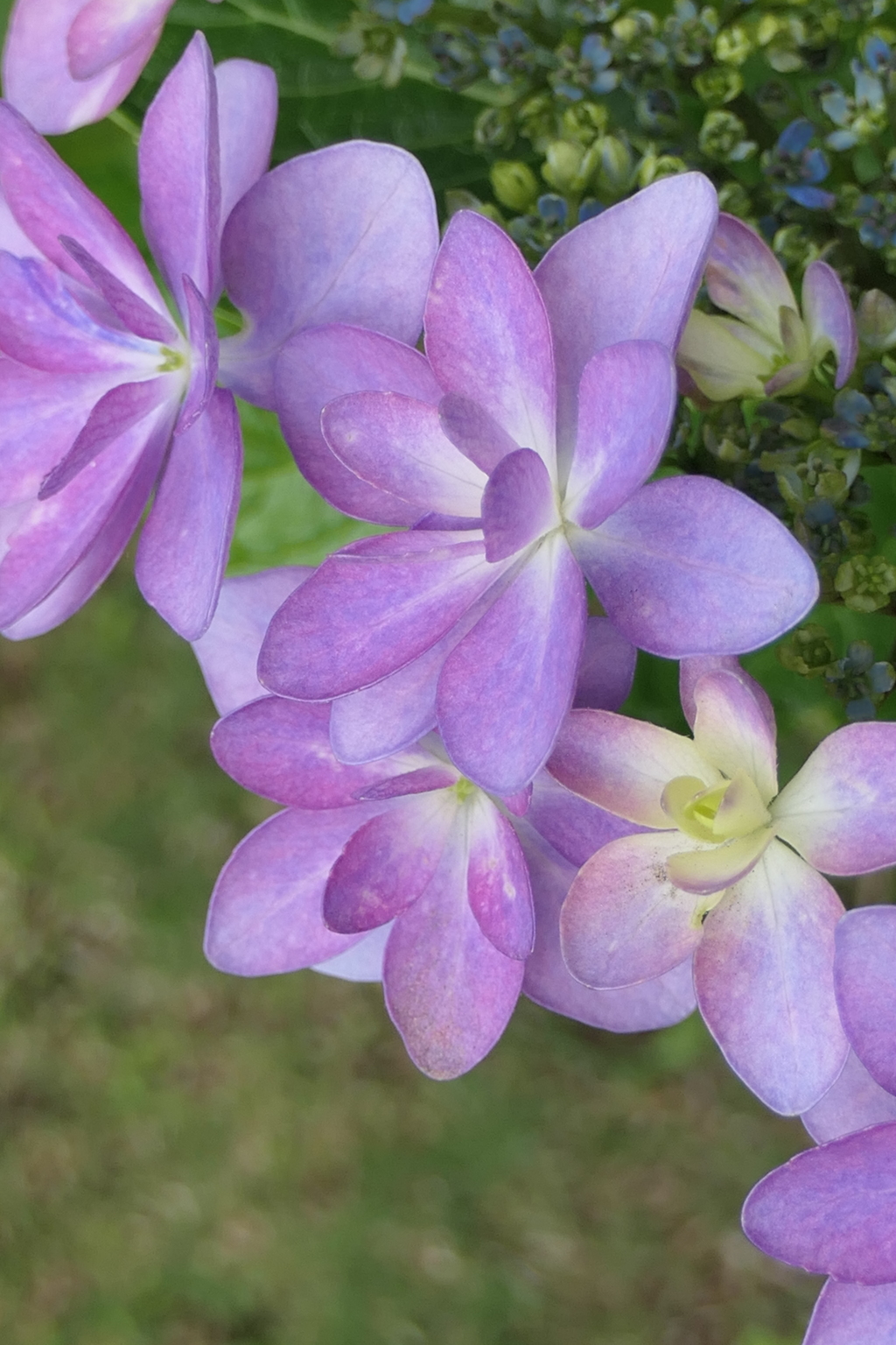 P1012037　紫陽花　ダンスパーティー