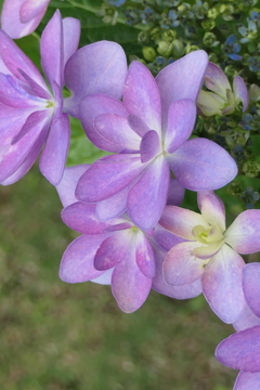 P1012037　紫陽花　ダンスパーティー