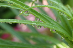 P1046365　雨上がりの朝に