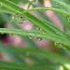 P1046365　雨上がりの朝に