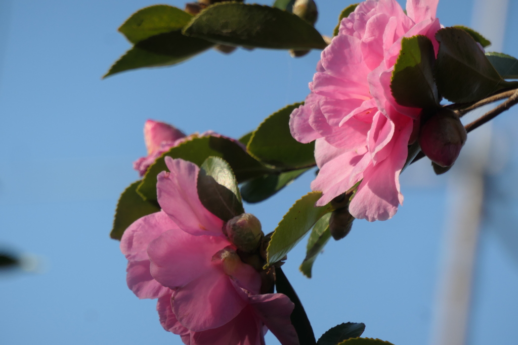 P1023117　山茶花