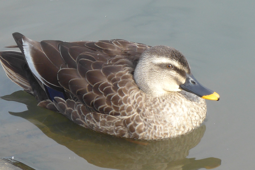P1350034　カモさん