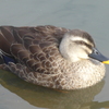 P1350034　カモさん