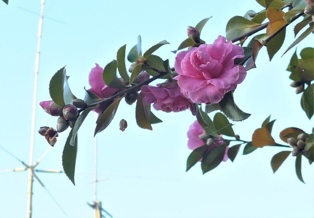 P1310811 (3)　山茶花