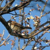 P1000722　梅とスズメさん