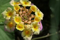 P1080360　ランタナ