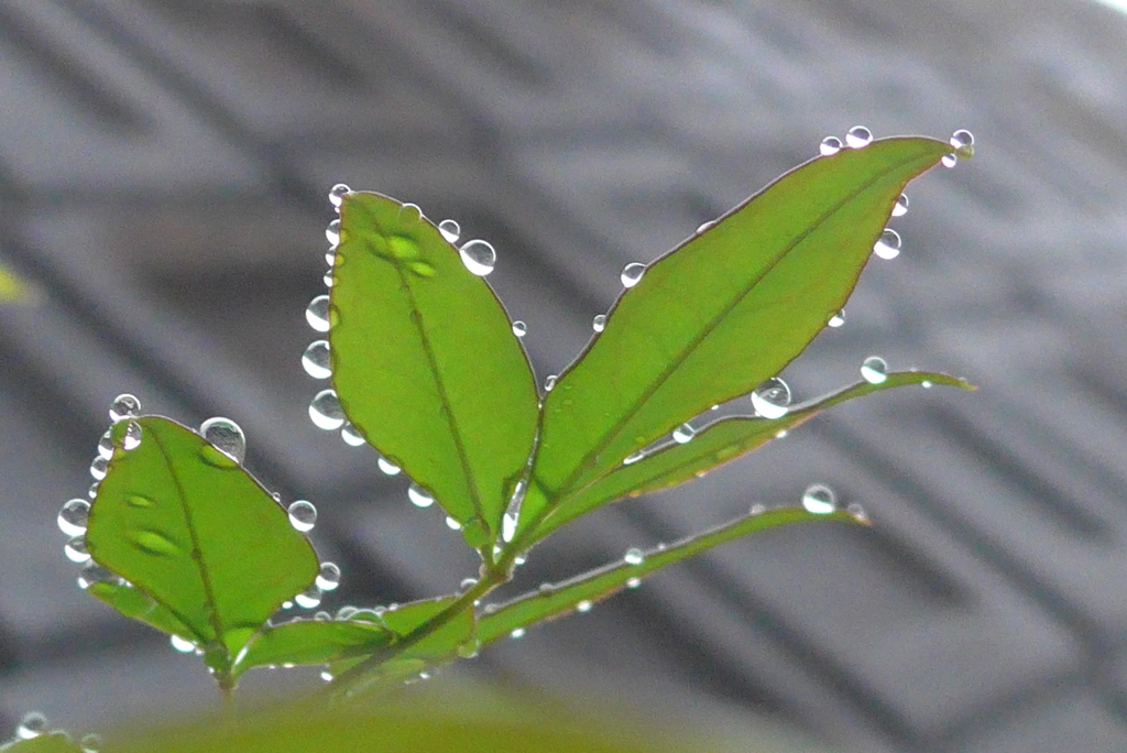 P1230516　水滴