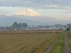 富士山と田圃