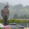 P1100007　雨の中で…