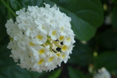P1280150　ランタナ