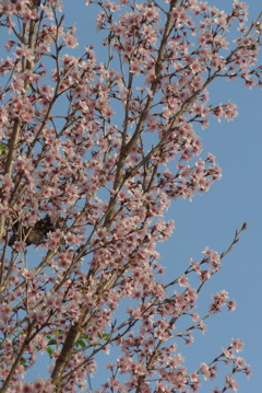 P1320355　小桜さん