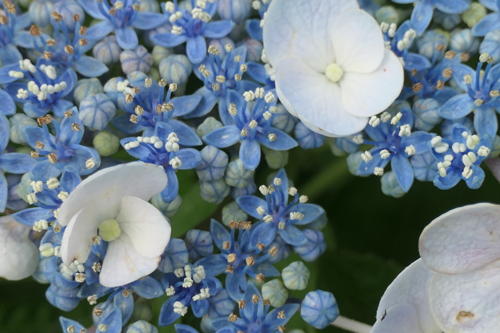 P1080456　紫陽花