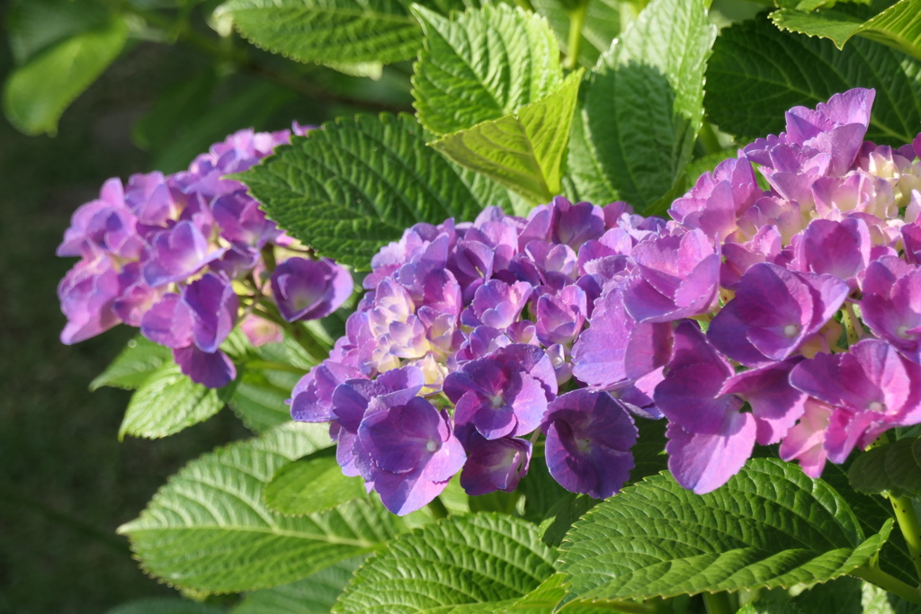 P1012095　謙虚（花言葉)