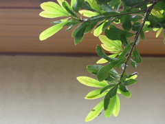 P1110772　葉っぱ