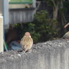 P1290519　ね～♪