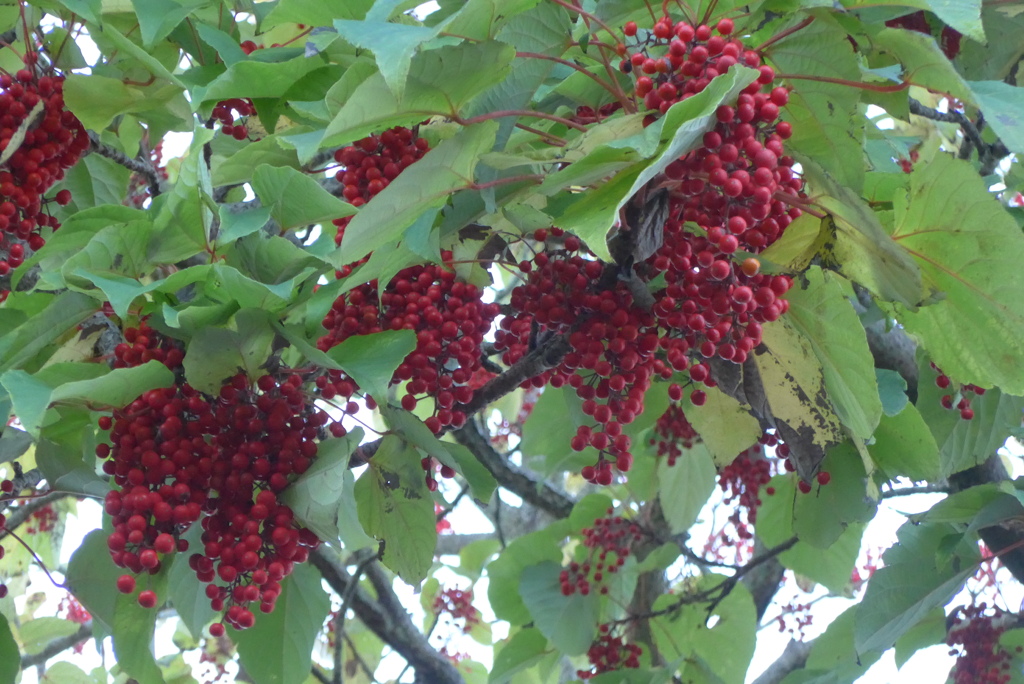 P1280841　ブドウみたいな…？