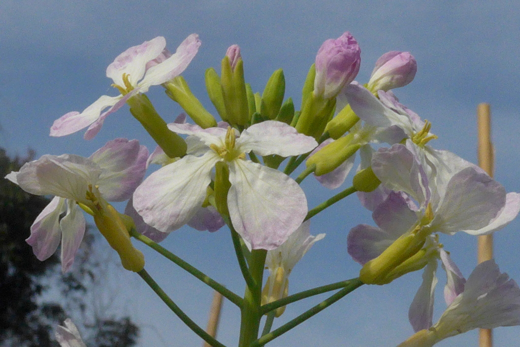 P1320552　大根の花