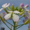 P1320552　大根の花
