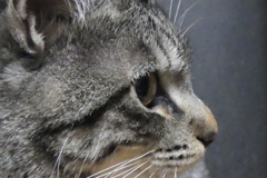 P1081075　見つめる