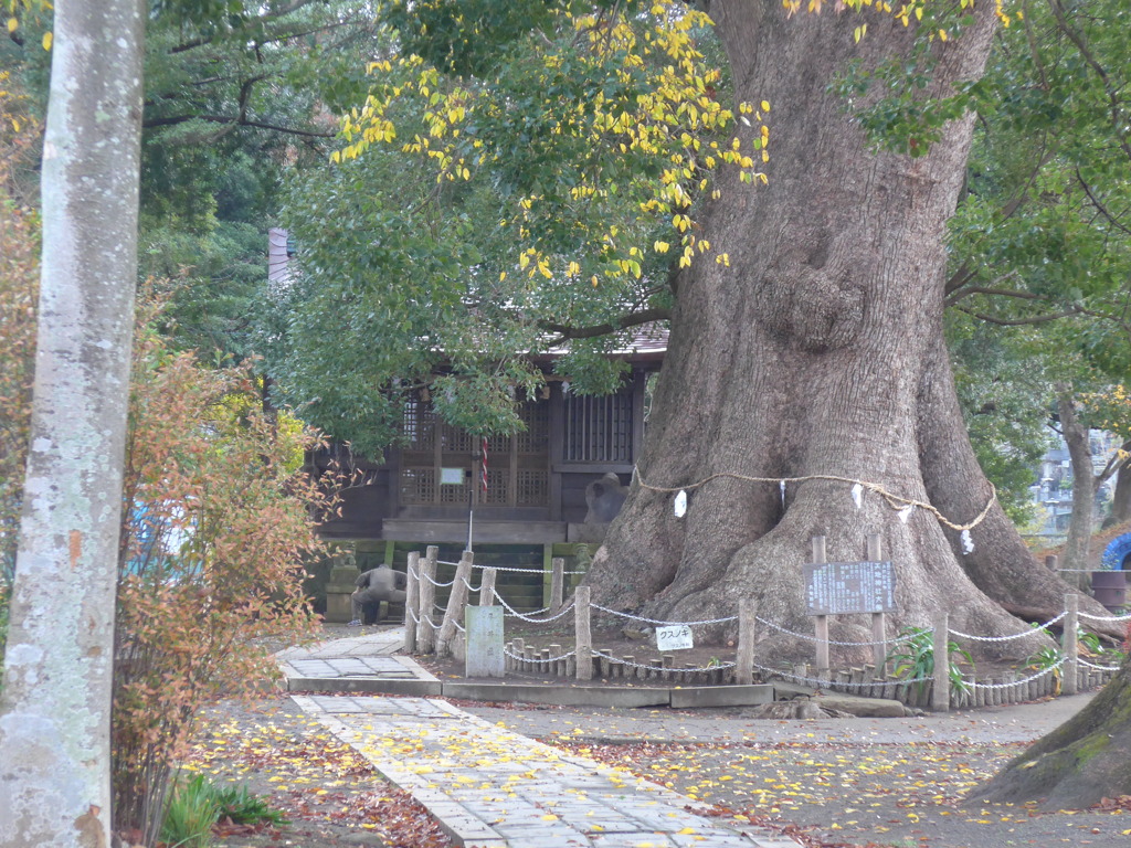 P1130007　とある神社