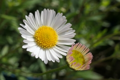 P1001369　遠くから見守ります（花言葉）