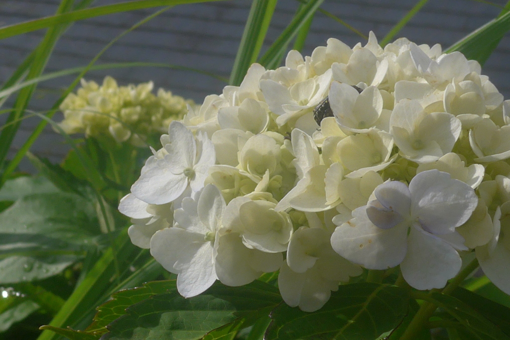 P1150917　ふんわり…