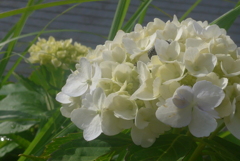 P1150917　ふんわり…