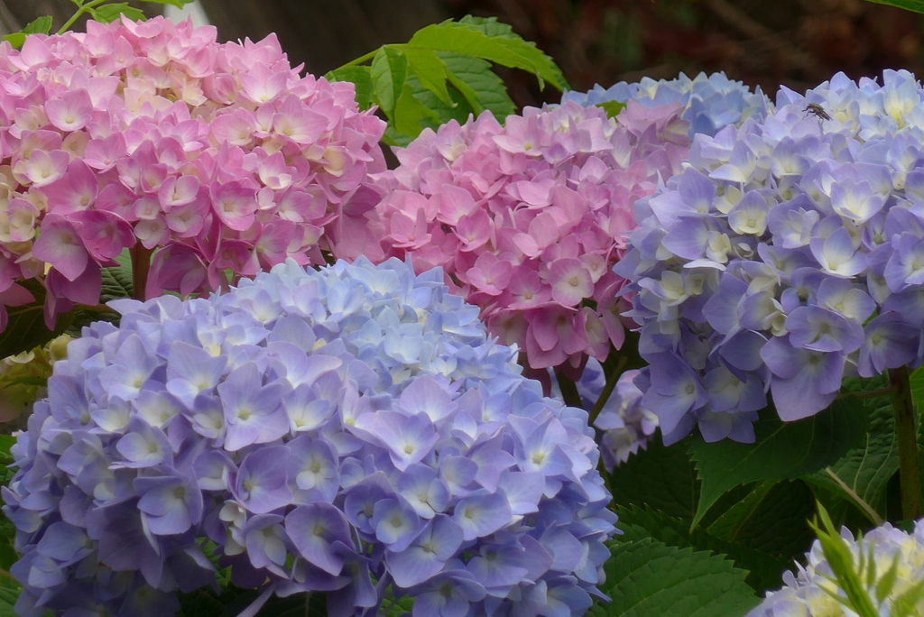 P1230002　見ごろ～♪