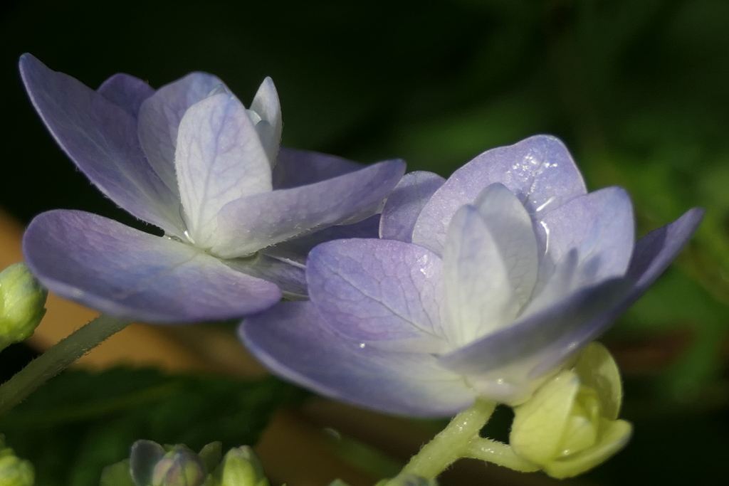 P1080324　紫陽花