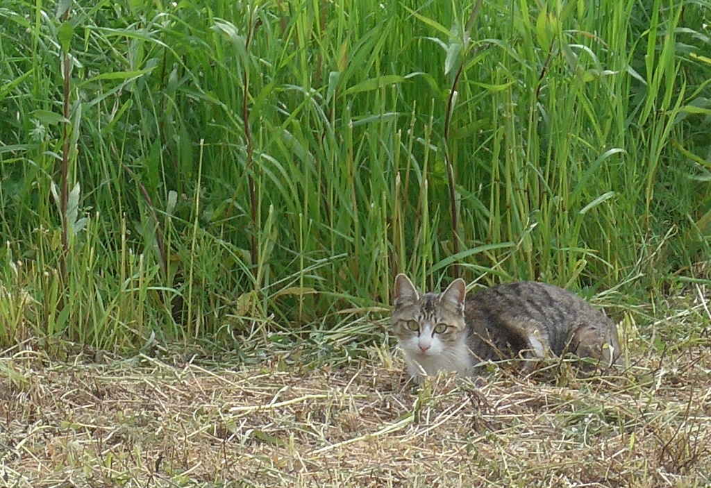 P1220224　ネコちゃん