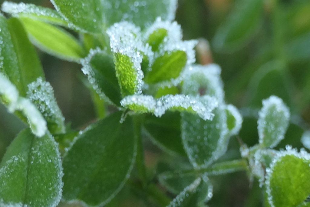 P1081032　霜飾り