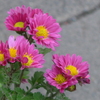 P1340728　残菊