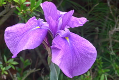 P1230136　花菖蒲