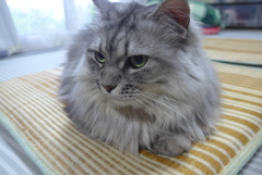 P1100103　ねこさん