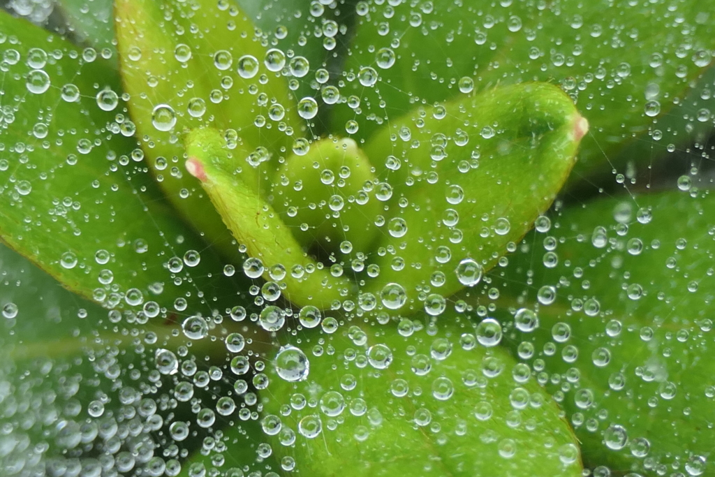 P1080816　蜘蛛の糸と雫