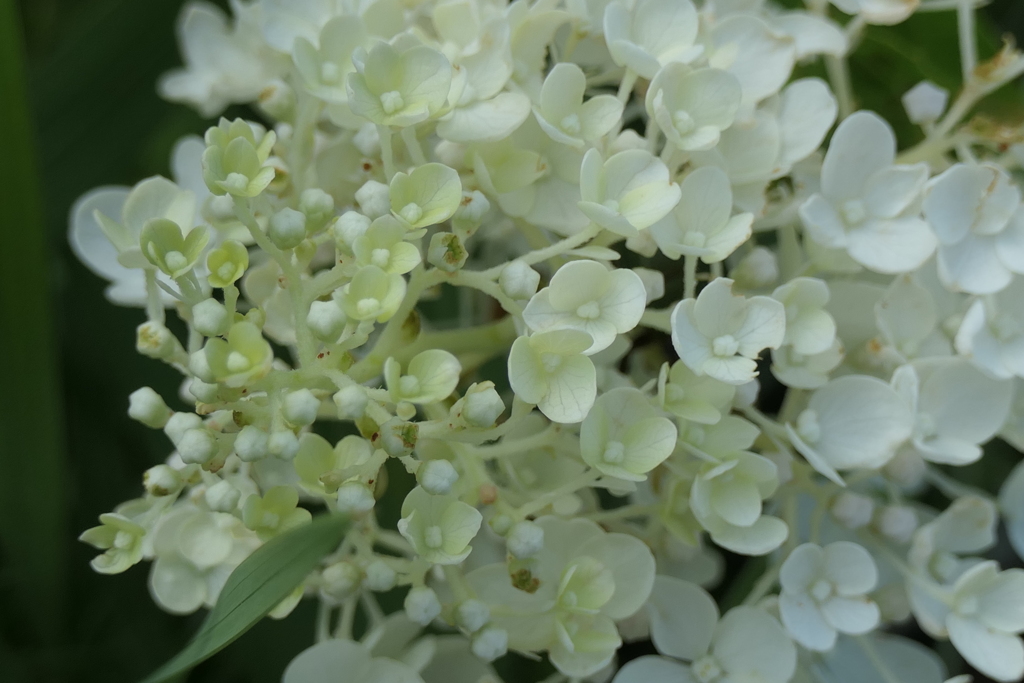 P1046694　ノリウツギ