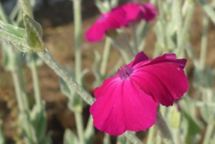 P1160106　やさしく