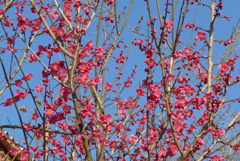 P1250878　紅梅