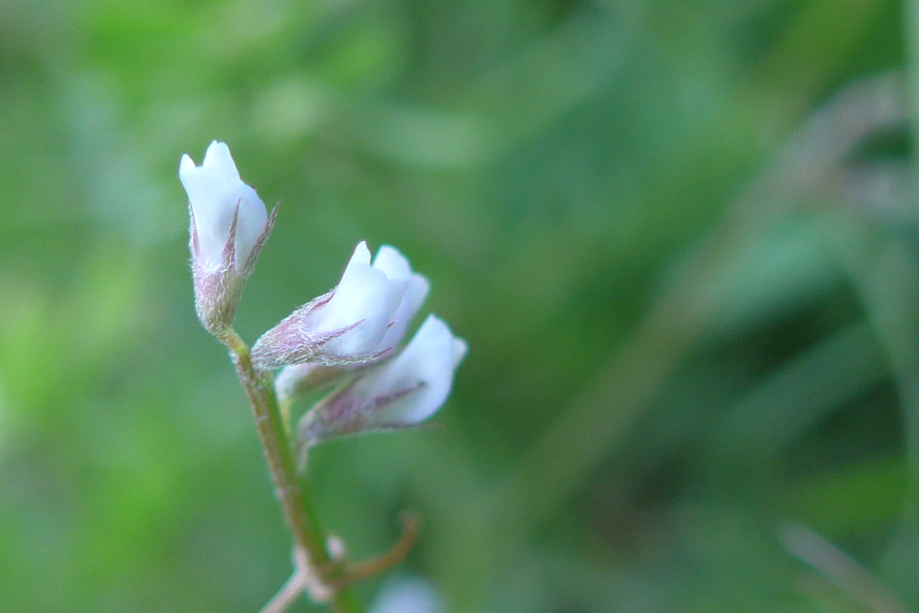 P1370777　ちっちゃなちっちゃな花