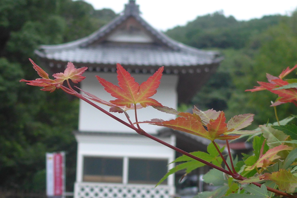 P1280204　伊豆 高源寺にて