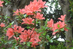 P1220410　ヤマツツジ