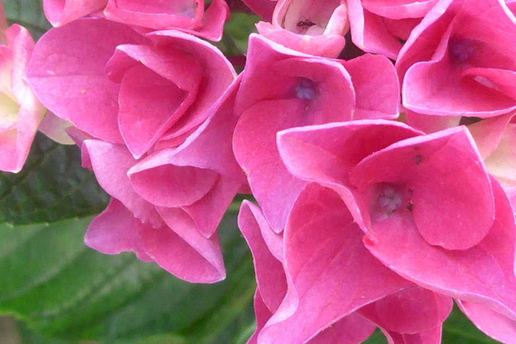 P1230260　公園の紫陽花