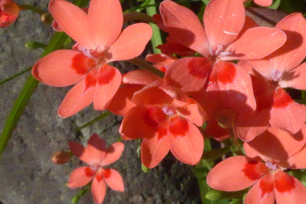 P1320830　楽しい思い出（花言葉）