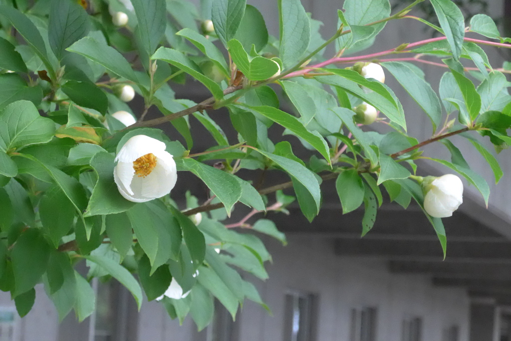 P1300617　ナツツバキ
