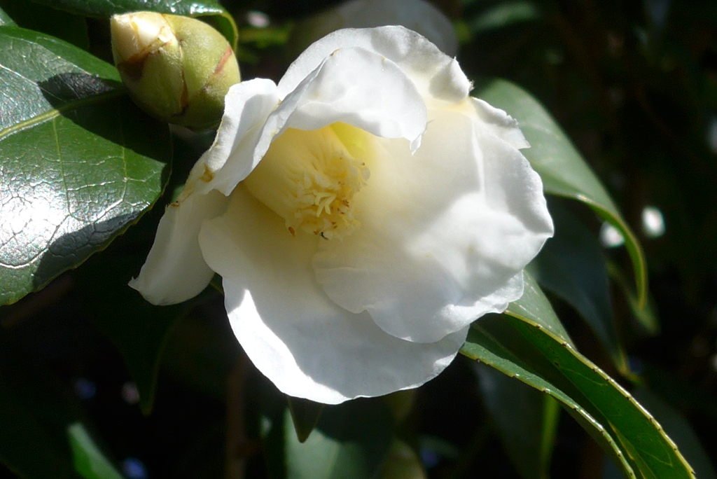 P1390331　ツバキ