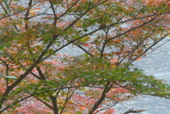 P1340589　紅葉